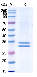 SDS-PAGE for Flotetuzumab Biosimilar - Anti-CD3E, IL3RA, CD123 mAb